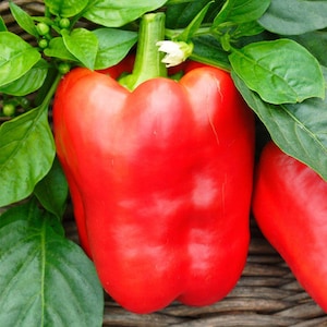 May include: A bright red bell pepper with a green stem, surrounded by green leaves.