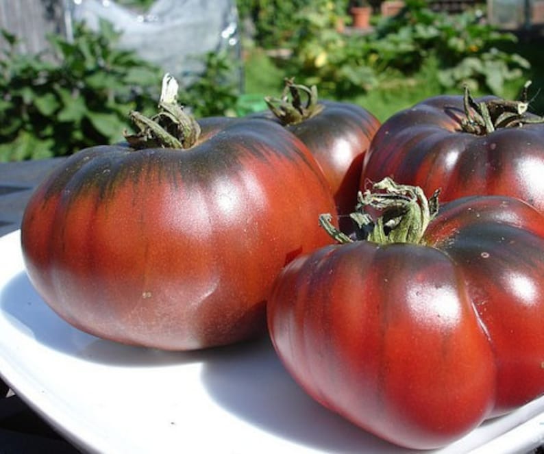 Rare Chocolate Amazon tomato 40 fresh organic seeds for the Etsy