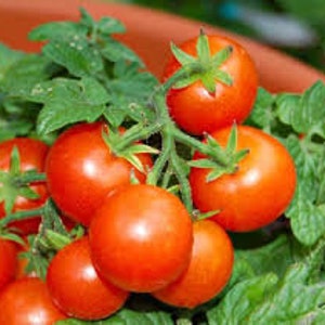 Puede incluir: Un racimo de tomates rojos maduros en una vid con hojas verdes.