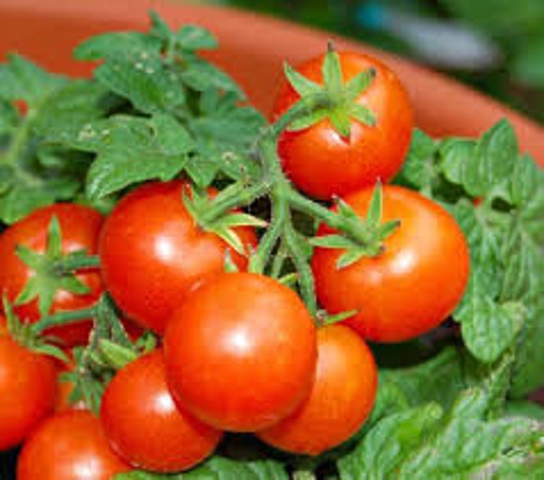 Puede incluir: Un racimo de tomates rojos maduros en una vid con hojas verdes.