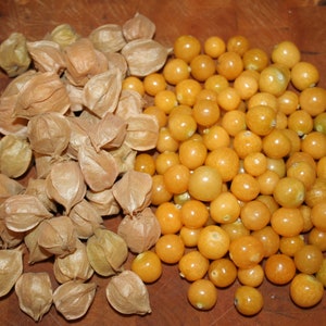 Pineapple Ground Cherry (tasty) 60+ fresh organic seeds for 2026 image 5