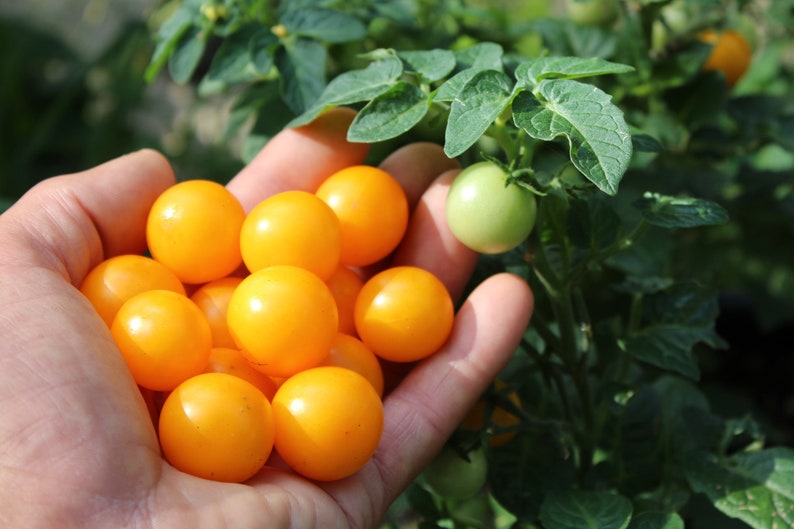 Orange Hat Micro Dwarf Tomato 30 fresh seeds for 2024 image 3