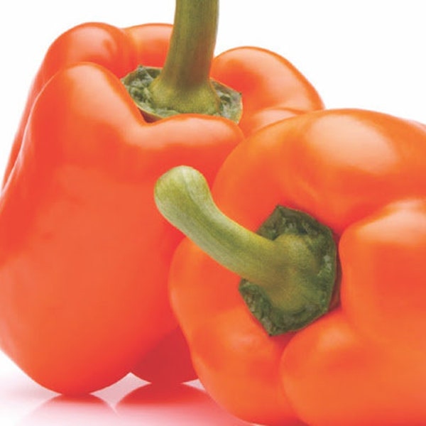 Sweet Coral Bell pepper 30+ fresh seeds for the 2024 season.