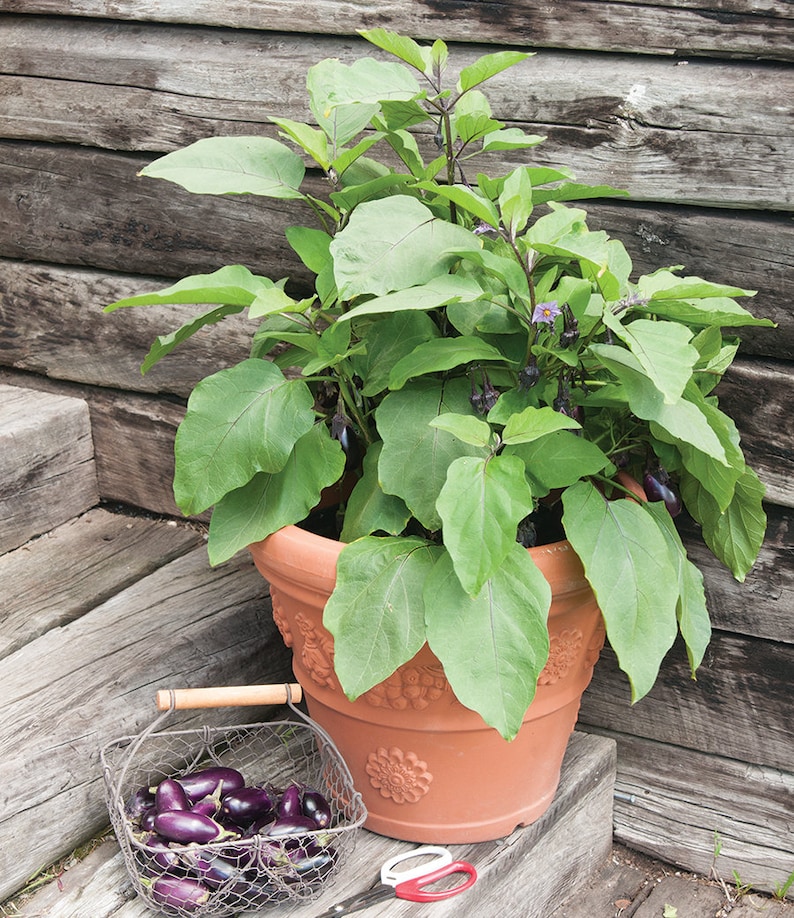 Patio Baby Eggplant 30 Fresh Organic Seeds for the 2023 Etsy