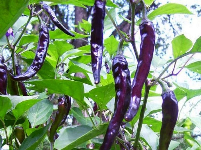 以下が含まれることがあります： 緑の葉のついた植物に紫色の唐辛子がなっている。唐辛子は細長く、光沢のある仕上がりになっている。