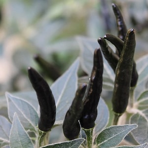 Peut inclure: Gros plan sur un groupe de piments noirs poussant sur une plante aux feuilles vert argenté.