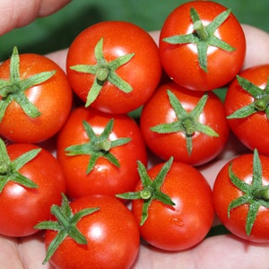 May include: A hand holding a collection of small, red tomatoes. The tomatoes are ripe and have green stems.