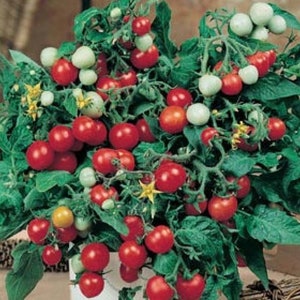 Puede incluir: Primer plano de una planta de tomate con muchos tomates rojos y verdes creciendo en ella. La planta est&aacute; en una maceta y tiene hojas verdes.