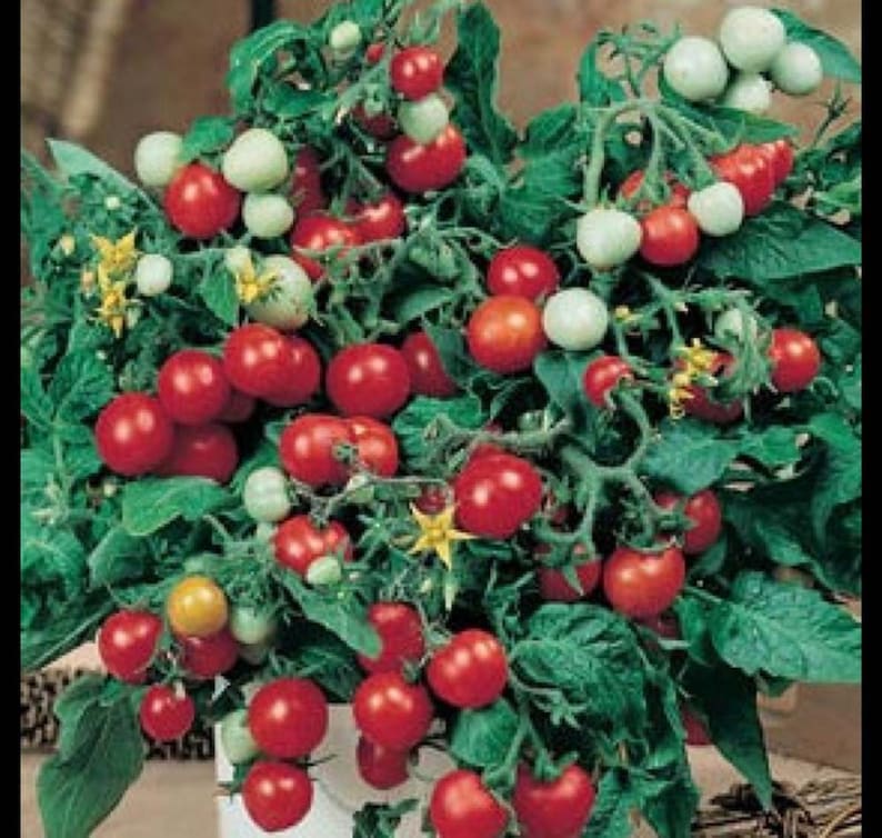 Puede incluir: Primer plano de una planta de tomate con muchos tomates rojos y verdes creciendo en ella. La planta est&aacute; en una maceta y tiene hojas verdes.