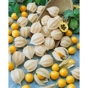 Inca Berry 60+ Freshly Harvested Seeds for the 2026 Season - Etsy