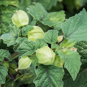Pineapple Ground Cherry (tasty) 60+ fresh organic seeds for 2026 image 7