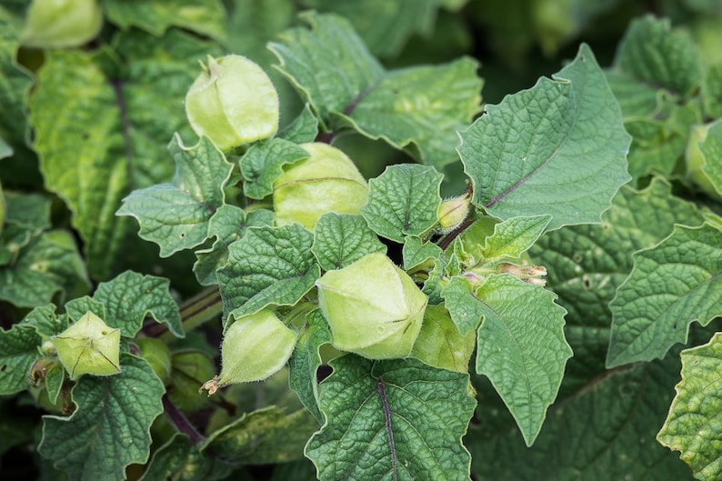 Pineapple Ground Cherry (tasty) 60+ fresh organic seeds for 2026 image 7