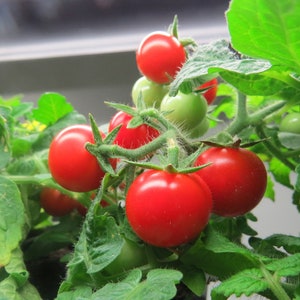 Micro Tina Dwarf tomato 30 fresh seeds for the 2024 season image 6