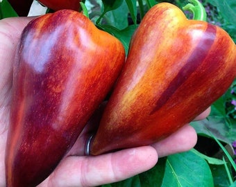 Violet Sparkle Sweet Pepper 30+ fresh organic seeds for 2024