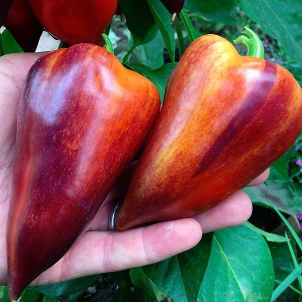 Violet Sparkle Sweet Pepper 30+ frische Bio-Samen für 2024