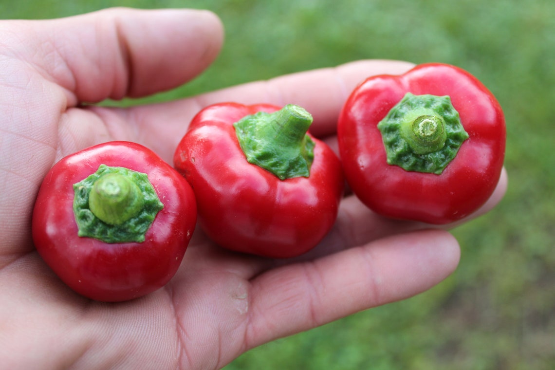 Satans Kiss Hot Pepper 30 fresh organic seeds for the 2021 Etsy