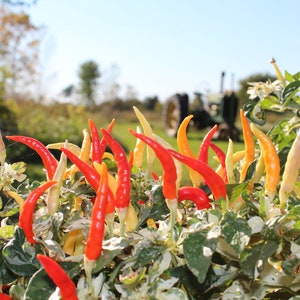 Beautiful variegated Shu Pepper  30+ fresh organic seeds for 2024