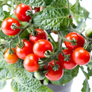Puede incluir: Primer plano de una planta de tomate con muchos tomates rojos maduros creciendo en la vid. La planta est&aacute; en maceta y los tomates est&aacute;n listos para ser cosechados.