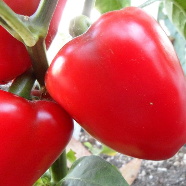 Sweet Apple pepper 30+ fresh organically grown seeds for the 2024 season