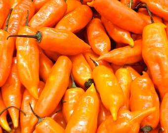 May include: A close-up image of a pile of bright orange chilli peppers. The peppers are all smooth and shiny, and they are arranged in a random pattern.