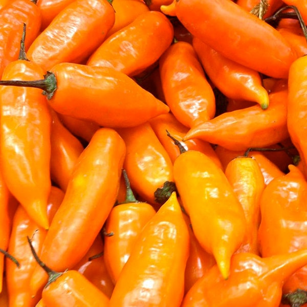 Aji Amarillo pepper  30+ freshly harvested seeds for the 2024 season