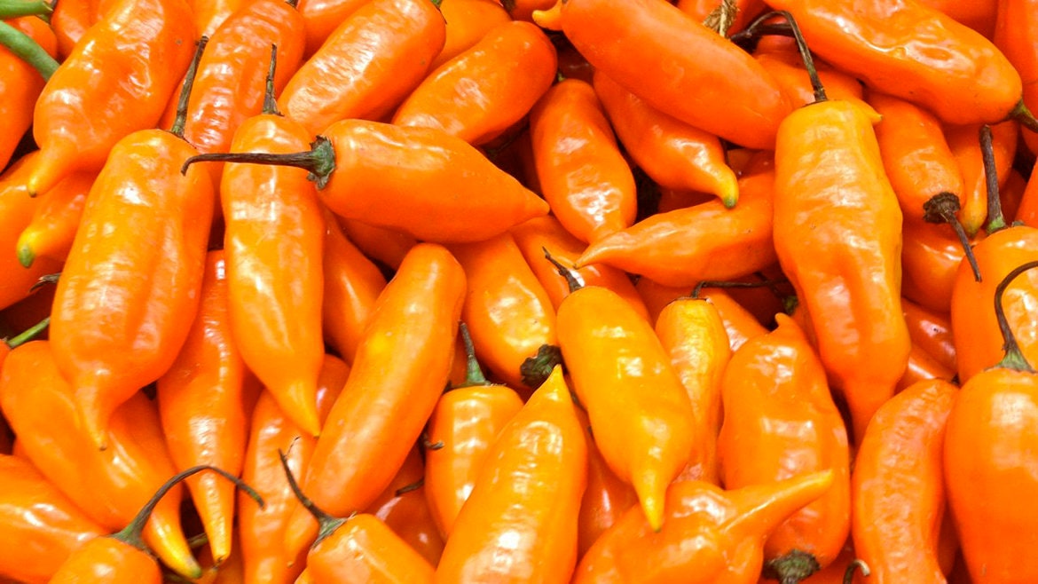 Peperoncino Aji Amarillo 30+ semi appena raccolti per la stagione 2026