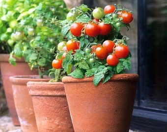 Micro Tom (worlds smallest tomato) 30+ fresh seeds for the 2024 season.