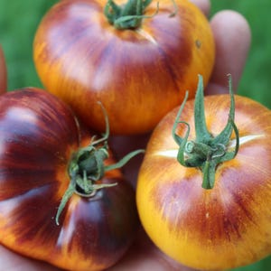 May include: Three heirloom tomatoes with vibrant colors of yellow, orange, and deep purple. The tomatoes have green stems and are held in a hand against a blurred green background. The tomatoes have a unique striped pattern.