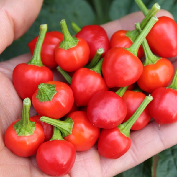 Rare Wiri Wiri hot pepper 30+ fresh organic seeds for the 2024 season.