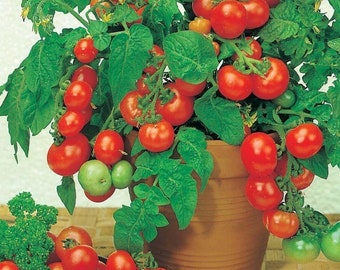 Little Red Ridinghood micro dwarf tomato  30+ fresh seeds for 2024