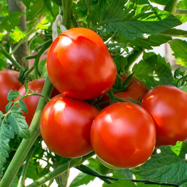 Homestead heirloom Tomato  40+ fresh seeds for 2024