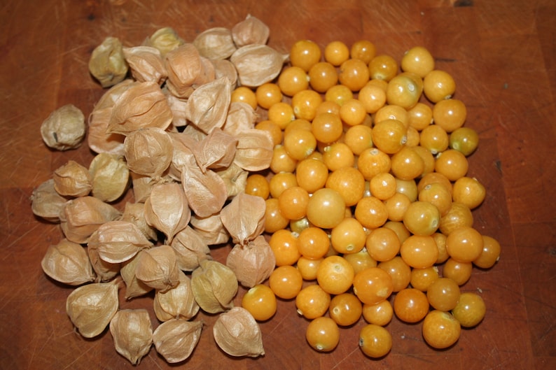 Pineapple Ground Cherry tasty 60 fresh organic seeds for