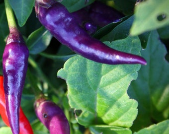 Purple Cayenne pepper 30+ fresh organic seeds for 2024