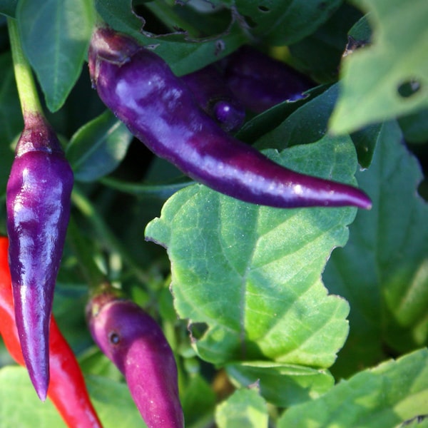 Purple Cayenne pepper 30+ fresh organic seeds for 2024