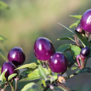 Pretty In Purple pepper 30+ fresh seeds for 2025