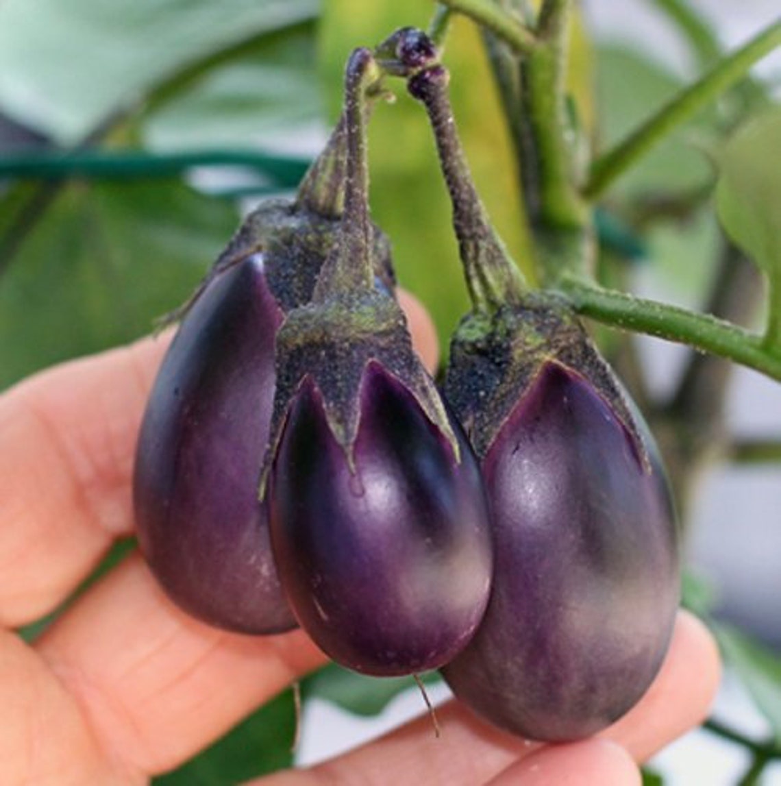 Patio Baby Eggplant 30 Fresh Organic Seeds for the 2023 Etsy
