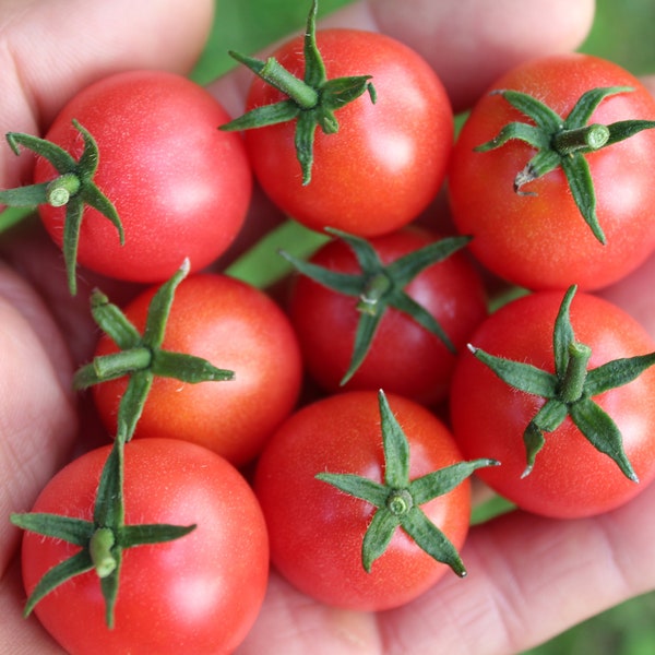 Rosy Finch Mikro-Zwergtomate 30+ frische bio Samen für 2024