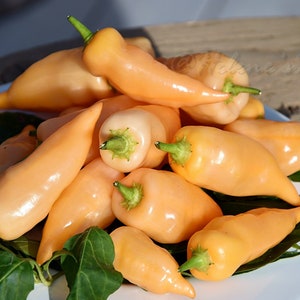 Sugar Rush Peach Pepper  30+ fresh organic seeds for 2025