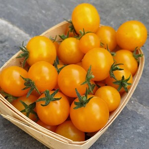 Orange Hat Micro Dwarf Tomato 30 fresh seeds for 2024 image 6