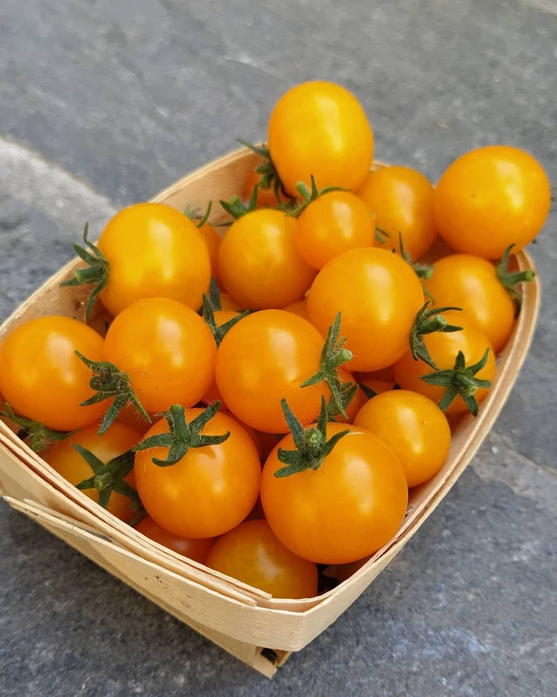 Orange Hat Micro Dwarf Tomato 30 fresh seeds for 2024 image 6