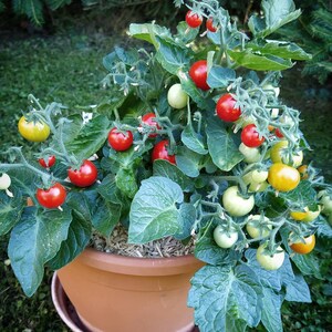 Micro Tina Dwarf tomato 30 fresh seeds for the 2024 season image 3