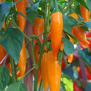 Bulgarian carrot pepper 30+ fresh organic seeds for the 2025 season