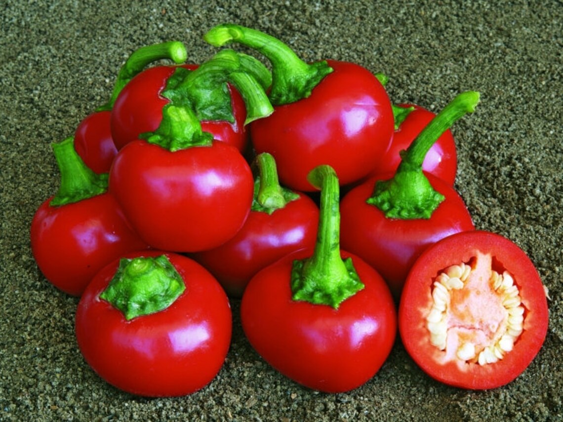 Satans Kiss Hot Pepper 30 fresh organic seeds for the 2021 Etsy