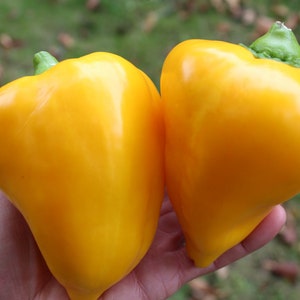Orange Lesya very sweet pepper 25 fresh seeds for 2025