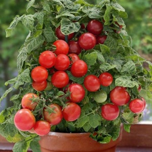 Puede incluir: Una planta de tomate en maceta con muchos tomates rojos maduros creciendo en ella. La planta est&aacute; en una maceta de terracota marr&oacute;n.