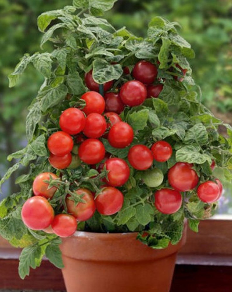 Puede incluir: Una planta de tomate en maceta con muchos tomates rojos maduros creciendo en ella. La planta est&aacute; en una maceta de terracota marr&oacute;n.