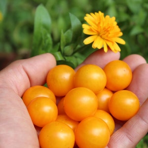 Orange Hat Micro Dwarf Tomato 30+ fresh seeds for 2024
