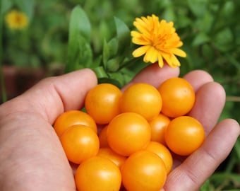 Orange Hat Micro Dwarf Tomato 30+ fresh seeds for 2025
