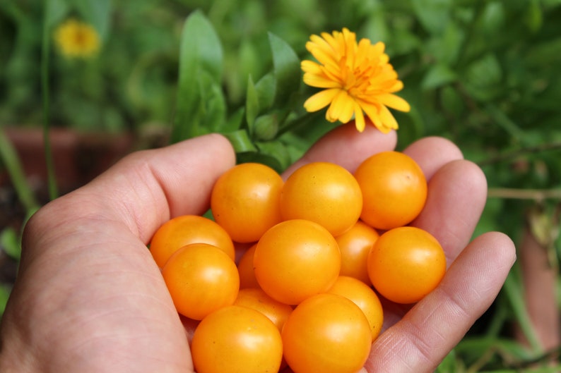 Orange Hat Micro Dwarf Tomato 30 fresh seeds for 2024 image 1