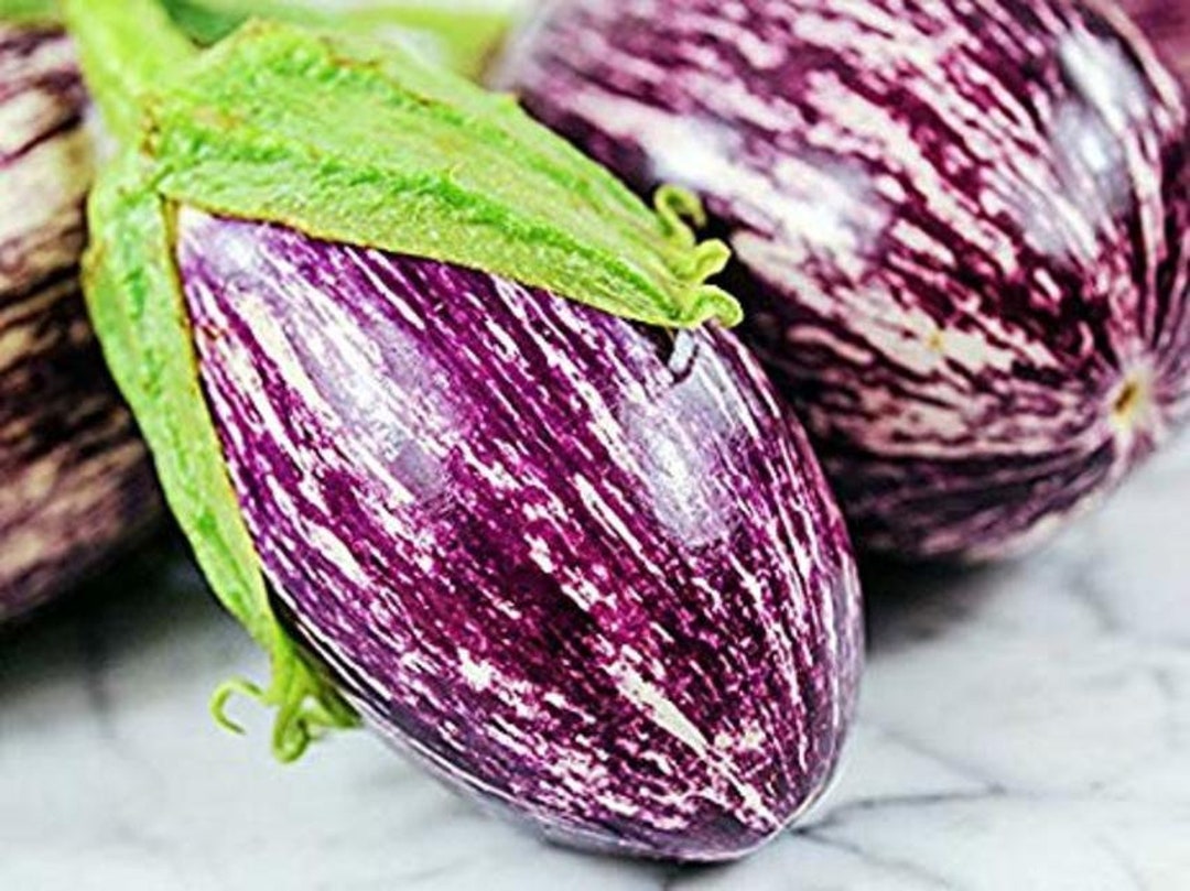 Shooting Stars Eggplant 30 Fresh Seeds for 2024 Etsy